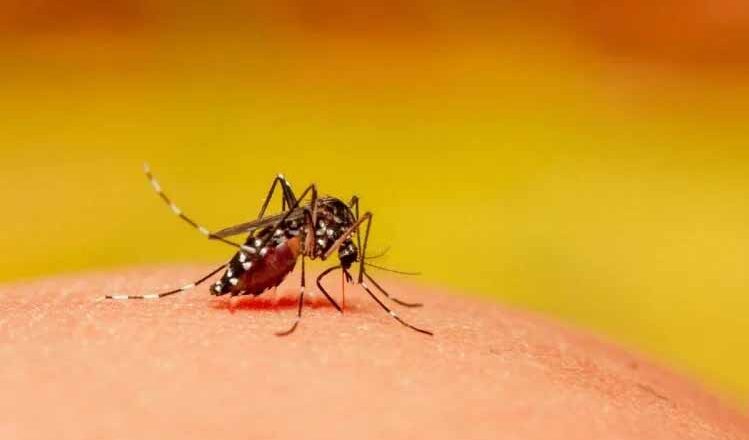 डेंगू के इन 10 लक्षणों को भूलकर भी न करें नजरअंदाज