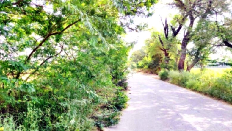 मार्गों पर कई जगह उग आई झाड़ियां