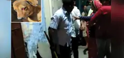 जयपुर में कुत्ते से क्रूरता, आंख फोड़ी:डंडे से बेरहमी से पीट-पीटकर कुत्ते को किया अधमरा