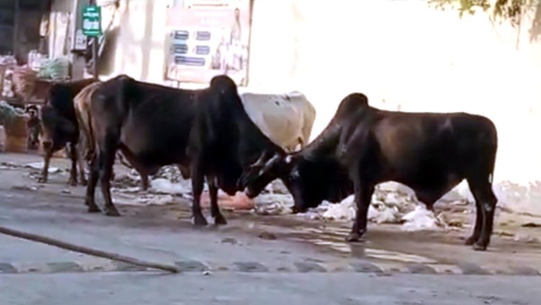 सड़कों पर गोवंश, हर वक्त हादसे की आशंका