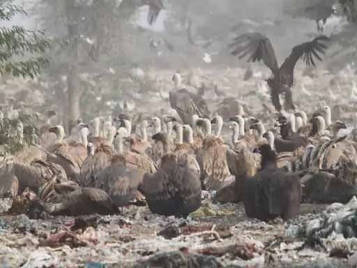 बीकानेर के जोड़बीड़ में लगता है गिद्धों का मेला:2 हजार KM दूर रूस, मंगोलिया से आते हैं हजारों गिद्ध