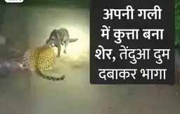 25 सेकेंड तक कुत्ते ने तेंदुए को जबड़े में दबोचकर रखा, छूटते ही सीधा जंगल में भागा