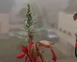 रात में सर्दी फिर बढ़ी:  2 जनवरी तक संभाग में सर्दी तेज