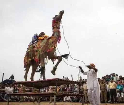 नहीं होगा ऊंट उत्सव