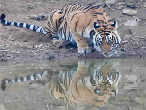 सरिस्का में टाइगर की जबर्दस्त साइटिंग