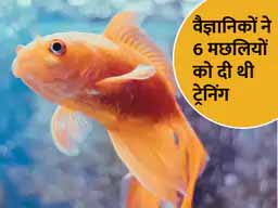 मछलियों के लिए बनी अनोखी कार:पानी में तैरने वाली गोल्ड फिश ने सड़क पर चलाई कार, इजराइली वैज्ञानिकों का अद्भुत करिश्मा