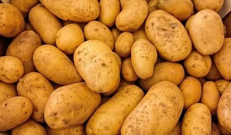 वैज्ञानिकों का कमाल: आठ माह तक स्टोर हो सकेगा आलू, नहीं बिगड़ेगा स्वाद
