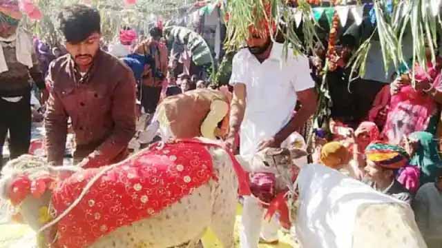 राजस्थान: गाय-नंदी की शादी में जुटे मेहमान, मेहंदी-हल्दी से लेकर फेरे तक हुए
