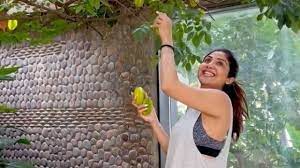 शिल्पा शेट्टी के गार्डन में लगे खट्टे कमरख, इम्यूनिटी बूस्ट करने के साथ ये हैं स्टार फ्रूट के फायदे