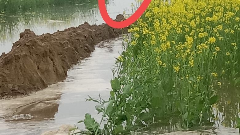 बंधे मजबूत करने के कार्य में जुटी दो जेसीबी दलदल में जमींदोज