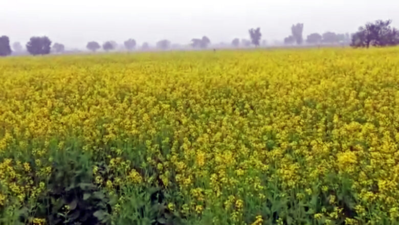 रात्रि को हल्की बूंदाबांदी, सुबह छाया कोहरा