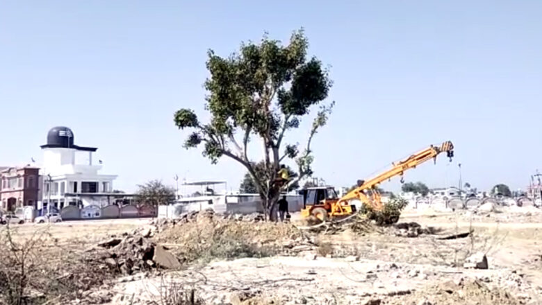 वन विभाग ने ढाई सौ किलोमीटर दूर शिफ्ट किए चार पेड़