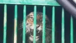 राजस्थान का बिना टाइगर वाला ‘टाइगर रिजर्व’, मुकुंदरा की इकलौती बाघिन बाड़े में कैद, कांग्रेस विधायक भरत सिंह ने दी धरने की चेतावनी