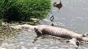 कोटा के काला तालाब में मगरमच्छों की मौत पर कोर्ट गंभीर, जिला कलेक्टर समेत कई अफसरों को किया तलब