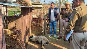 राजस्थान में मौसम ने ली करवट, अजमेर में बिजली गिरने से एक बच्चे समेत 13 भेड़ों की मौत