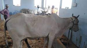 राधिका, सीता, गीता के नाम है एफडी, लखपति हैं इस गोशाला की गायें