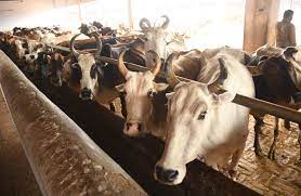 गायों की इम्युनिटी बढ़ाने के लिए 25 दिन में बांटे 80 हजार औषधी युक्त लड्‌डू