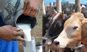 लम्पी का असर और महंगाई की मार घी और डेयरी प्रोडक्ट्स के दाम बढ़े