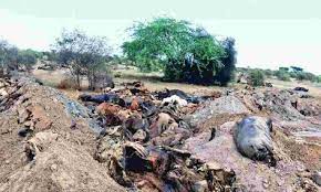 तस्वीर झूठ नहीं बोलती:दिन में डाली रेत, रात को गड्‌ढे खोदकर दफनाए गायों के शव
