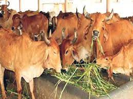 गाय पर 3121 करोड़ वसूले, 2144 करोड़ खर्च:काऊ सैस के रूप में स्टांप डयूटी पर वसूल किए साढ़े छह साल में 1646 करोड़ 64 लाख 56 हजार रुपए
