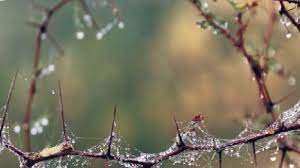 ओस की बूंदो का हार:तीन दिन कोल्ड वेव की चेतावनी, जमाव बिंदु पर पहुंच सकता है पारा; बिजिबिलिटी 90 मीटर अब पाला की आशंका