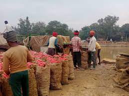 किसान नियम तोड़कर कर रहे गाजर की धुलाई:सिंचाई विभाग ने दी चेतावनी, 15 दिन में रुपए जमा कराने को कहा