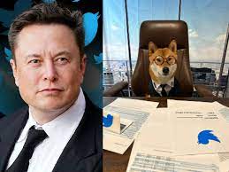 डॉग फ्लोकी को बनाया ट्विटर का नया CEO:एलन मस्क ने कहा- यह दूसरे लोगों से काफी अच्छा और स्टाइलिश भी है