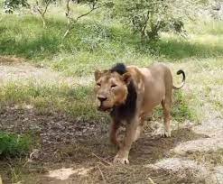 जयपुर की शेरनी और जोधपुर का शेर बढ़ाएंगे कुनबा:10 घंटे में 351 किलोमीटर का सफर तय कर राजधानी पहुंचा एशियाटिक शेर