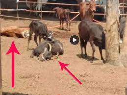 महाराष्ट्र में 52 गायों की मौत, 30 गंभीर:कवरेज करने पहुंचे मीडियाकर्मी को कनेरी मठ गोशाला के लोगों ने पीटकर भगाया