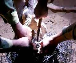भारत-पाक बॉर्डर से अनूठी तस्वीर:सीमा पर फैंसिंग में हिरण के सींग फंसे, BSF के जवानों ने तार काटकर हिरण को बचाया