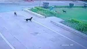 कुत्तों ने डॉक्टर को नोच-नोच कर मार डाला