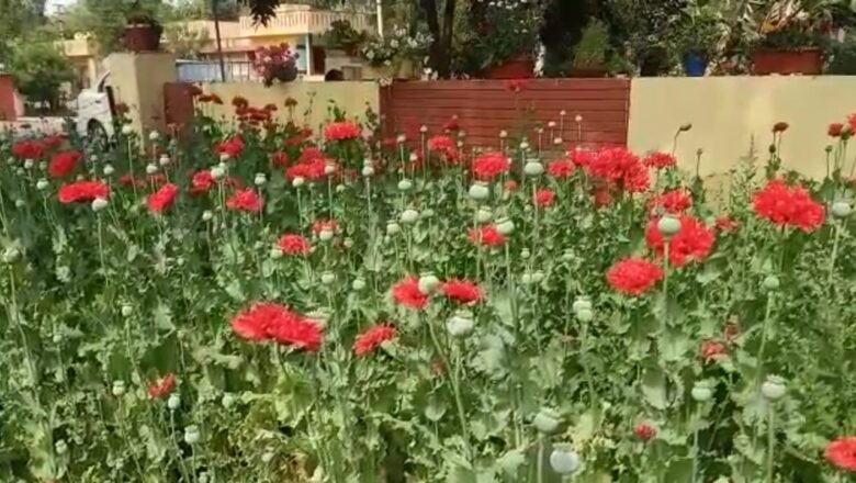 अफीम के पौधों के मामले में सहायक अभियंता पर मामला दर्ज