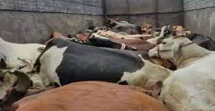 लावारिस खड़े ट्रक में आठ गोवंश मृत मिले
