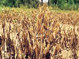 राजस्थान में बरसात की कमी से कई जिलों में सूखने लगी फसल